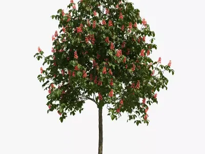 Aesculus x carnea briotii 201SP FL 3D model