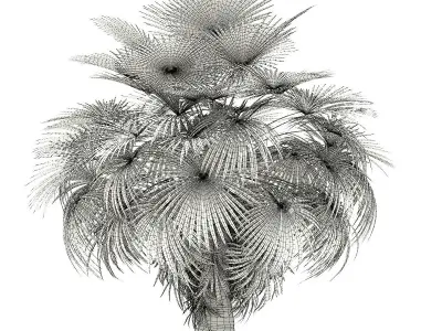 California Palm Tree 3D Model 5m 3D model