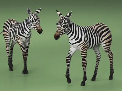  Zebra Adult Foal Walking 