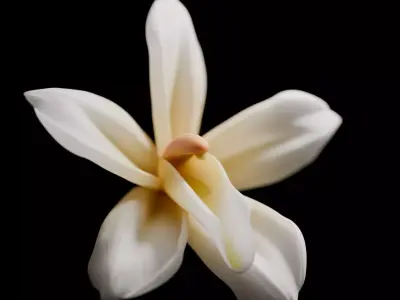 Vanilla Flower 3D model