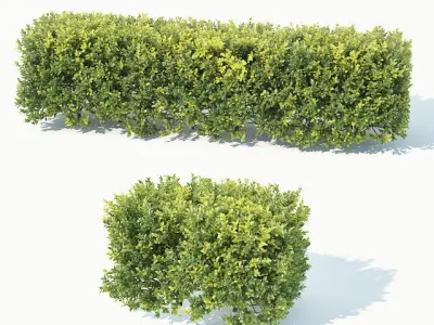 Buxus Sempervirens 4 hedges collection 3D model