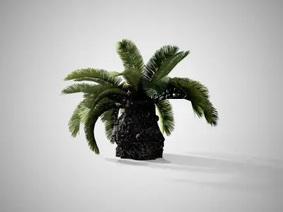 Sago Palm Tree Low-poly 3D model