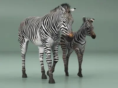  Zebra Mother and Foal Fur 