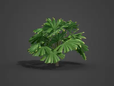 2021 PBR Queensland Fan Palm Collection - Licuala Ramsayi  3D model