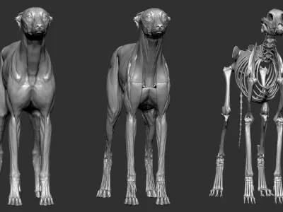  Dog Anatomy Canine Ecorche 