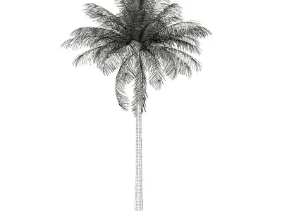 Bottle Palm Tree 3D Model 7m 3D model