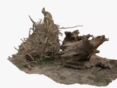 Tree uprooted dry stump roots 3D model