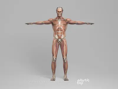  BLENDER RIGGED Complete Male Female Anatomy PACK V9 - 2024 