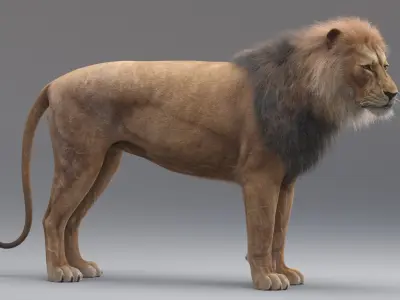  Lion Rigged (Fur) 