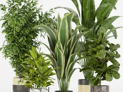 Collection plant indoor vol 2 3D Model Pack