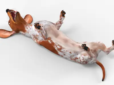  Domestic Dachshund with Dapple Coat on Back 