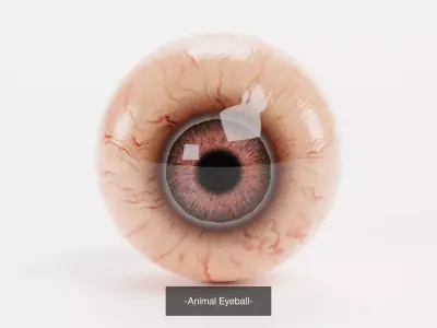 4 Eyeball Collection - Realistic Anatomy 3D Model Pack