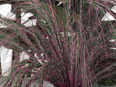 INDOOR PLANT SET 05 3D model