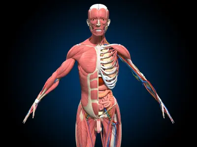  Ultimate Male Anatomy PRO - Advanced Rig w Animation 