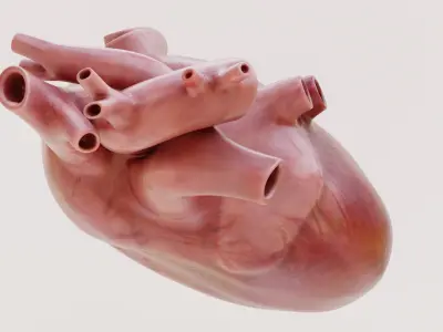  Human Heart 