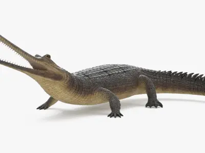  Indian Gharial Crocodile Rigged for Cinema 4D 