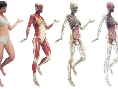  Female Full Anatomy Rigged Cinema 