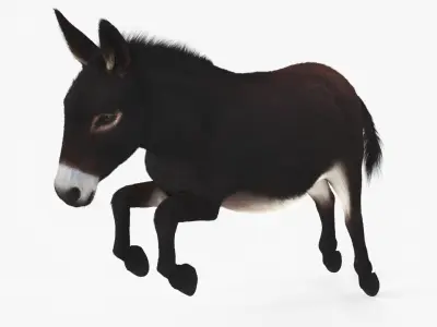  Leaping Domestic Burro Dark Brown Fur 