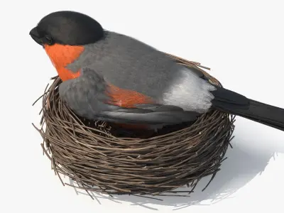  Bullfinch Male Bird with Red Belly in Nest 