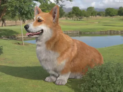  Pembroke Welsh Corgi Dog Sitting Pose Fur 