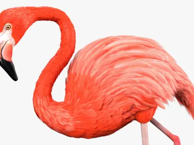  Pink Flamingo Bird in Walking Pose 