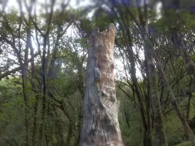 Tree Stump Low-poly 3D model