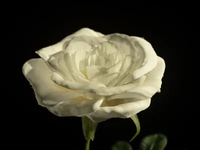  White rose animated 