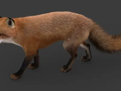  Fox (2) (Animated) (Fur) 