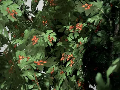 Common Hawthorn Tree Low-poly 3D model