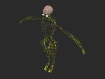 Male Central Nervous System With Skeleton 3DSmax 3D model
