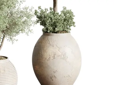 Olive tree in an old earthenware vase indoor collection 202 3D model
