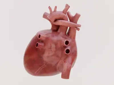  Human Heart 
