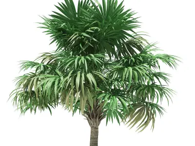 Thatch Palm Tree 3D Model 4m 3D model