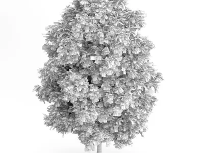 Rowan Tree Sorbus aucuparia 3D model