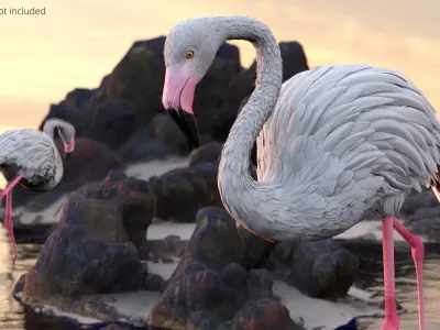  White Flamingo Bird in Walking Pose 
