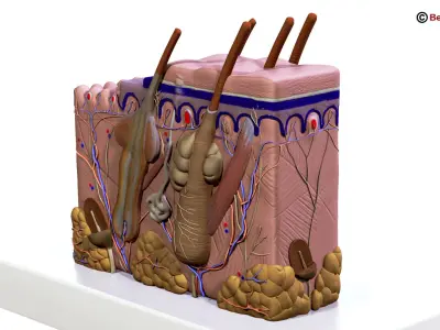 Skin Anatomy 3D model