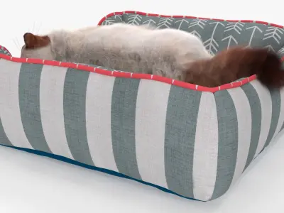  Domestic Cat Napping in Soft Cushion Fur for Maya 