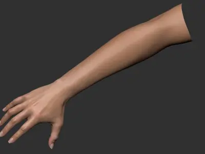  Realistic Female Arm 