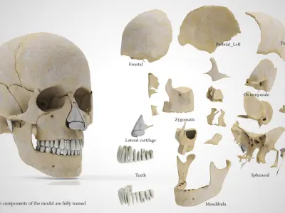Human Skull Anatomy 3D model