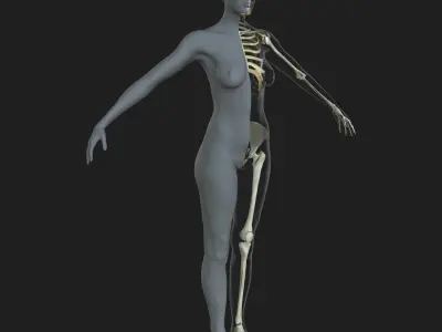 Female Skeleton with Skin 3D model