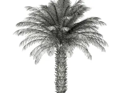 Date Palm Tree 3D Model 5m 3D model