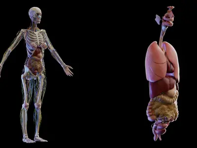 Complete Human Female Anatomy Set 