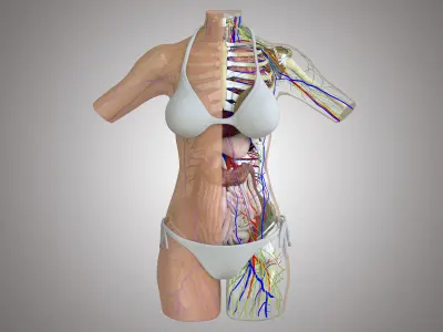 Woman Torso Anatomy 3D model
