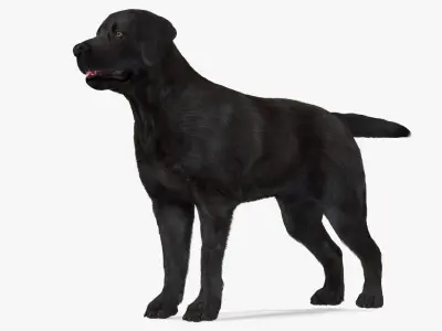  Labrador Dog Black Rigged Fur for Maya 