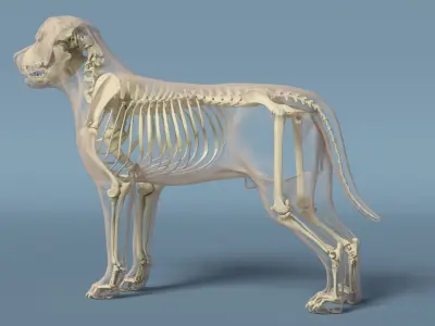  Dog Skeleton Anatomy with Translucent Shell 