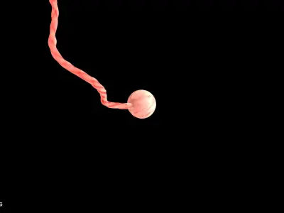 2 Weeks Human Fetus Low-poly 3D model