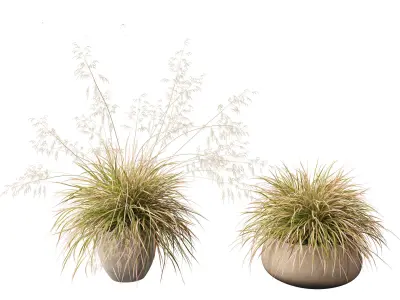 Deschampsia cespitosa Northern Lights - Tufted Hair Grass 03 3D model