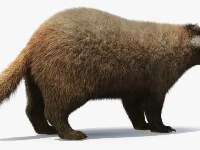  Badger Brown Fur 