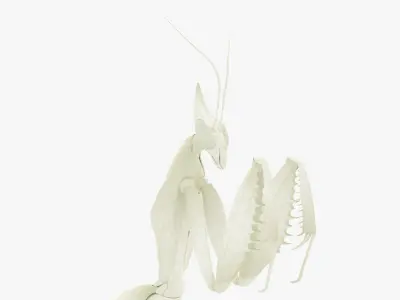  Praying Mantis White 