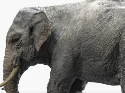  Asian Elephant(Rigged) 